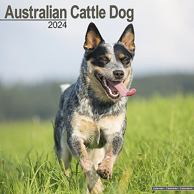 Australian Cattle Dog Calendar 2024 (Square)